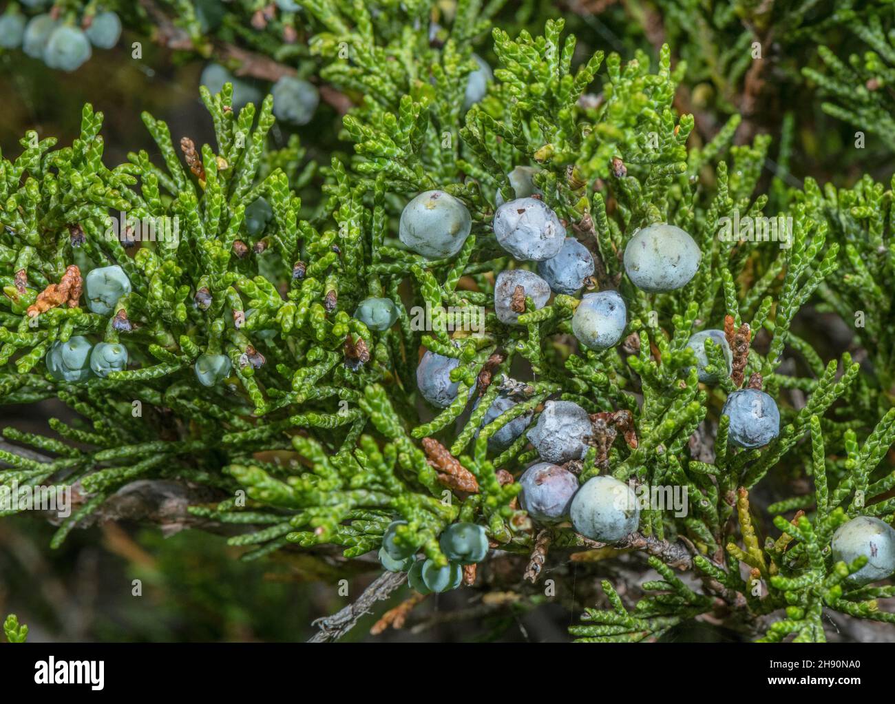 savin juniper, Juniperus sabina, with foliage and berries. French Alps. Stock Photo