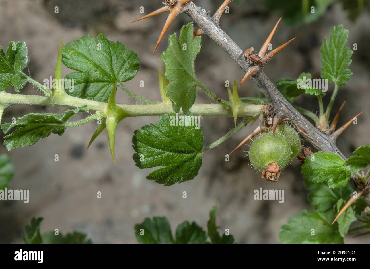 Wild Gooseberry, Ribes uva-crispa, showing developing fruit, and spines. Stock Photo