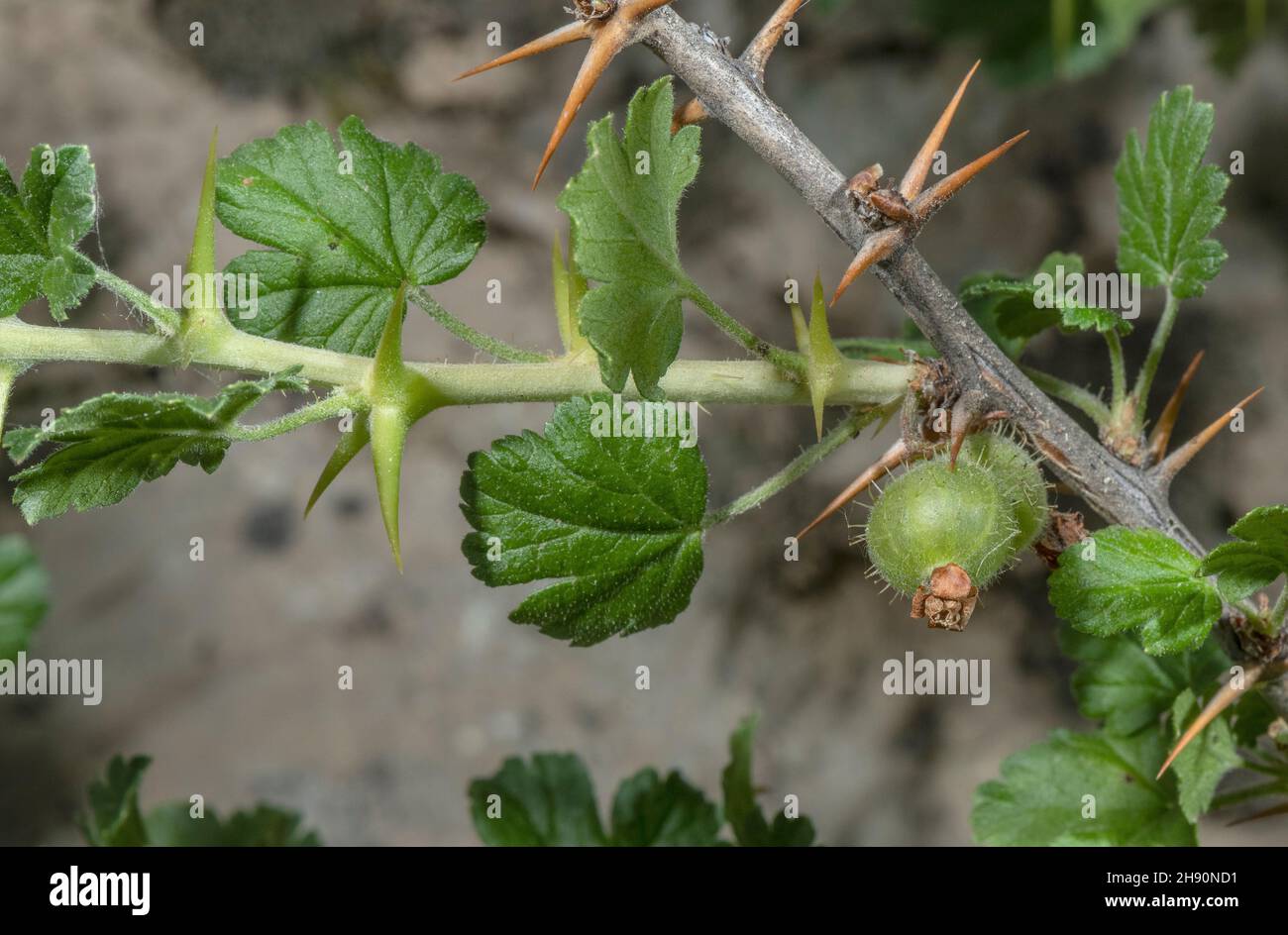 Gooseberry Ribes Wild Gooseberry, Ribes uva-crispa, showing developing fruit, and spines ...
