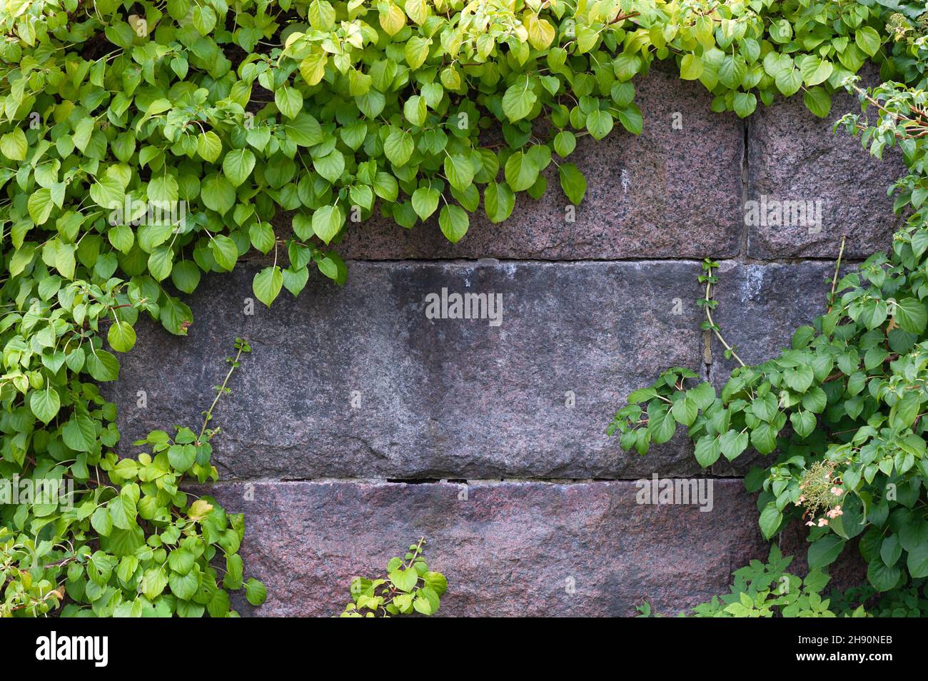 Climbing hydrangea (Hydrangea petiolaris) climbing on old stone wall