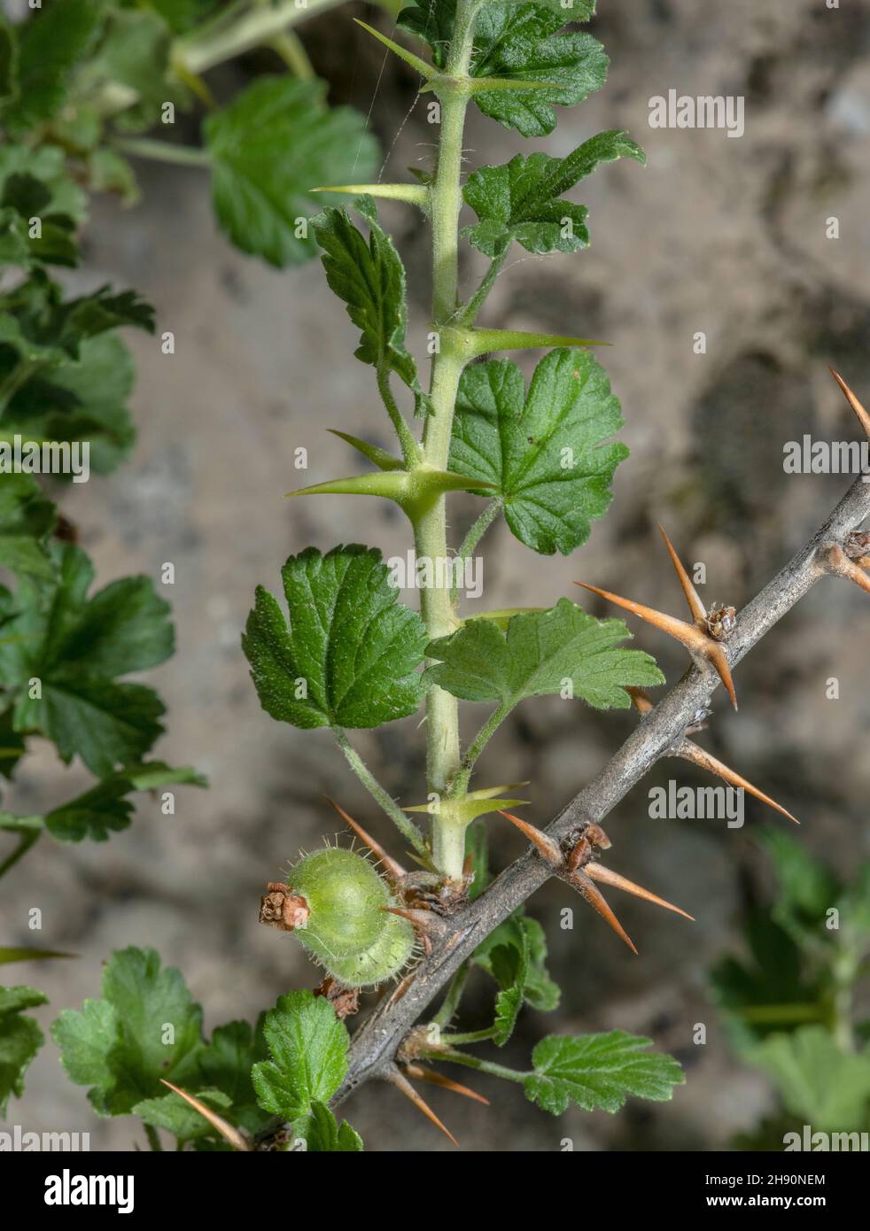 Wild Gooseberry, Ribes uva-crispa, showing developing fruit, and spines. Stock Photo