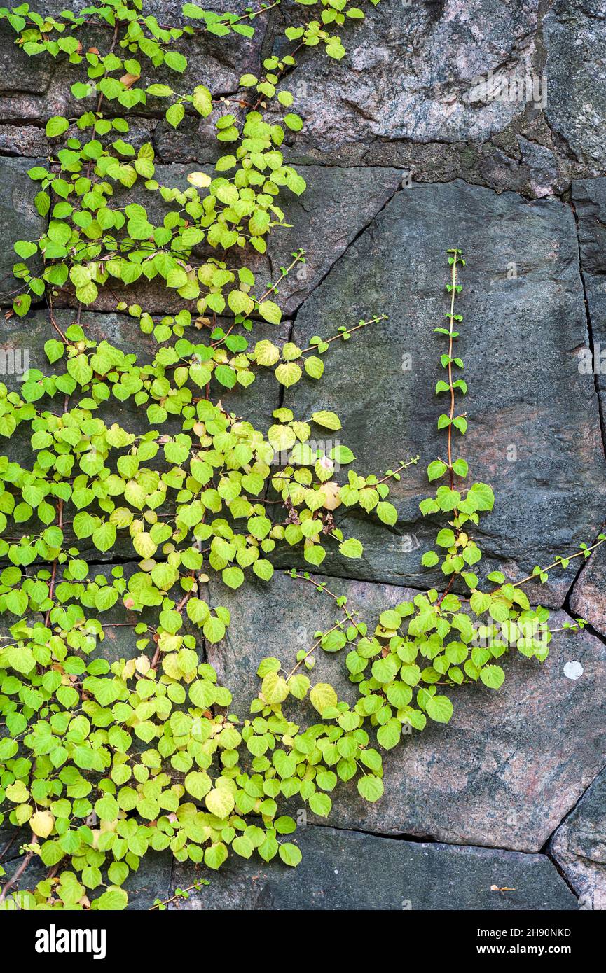 Hydrangea (Hydrangea petiolaris) climbing on old stone wall Stock Photo