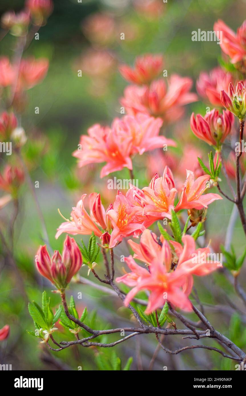 A branch of red bright flowers on a blurred background. Rhododendron pink. Blooming azalea Stock Photo