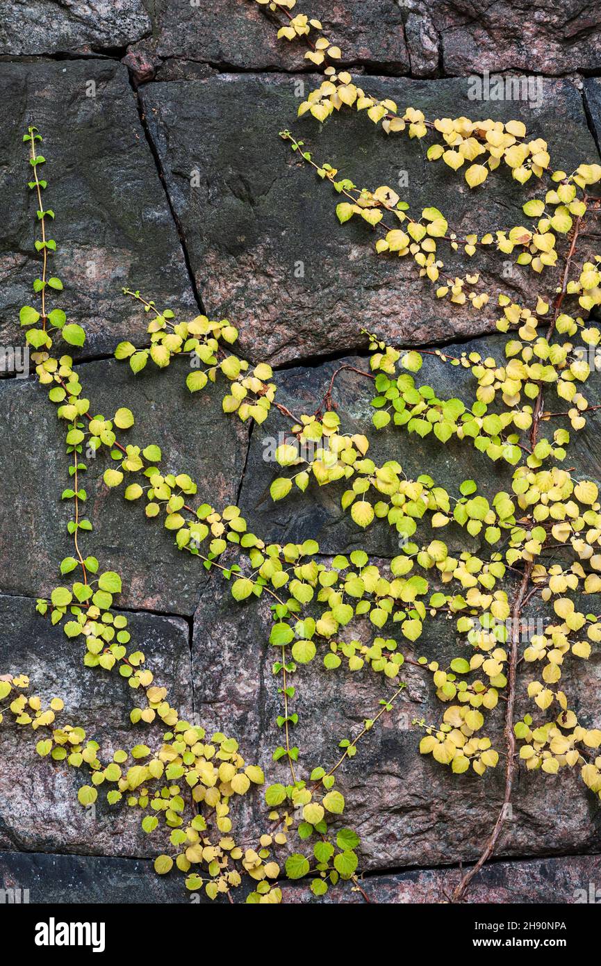 Climbing hydrangea hydrangea petiolaris hi-res stock photography and ...