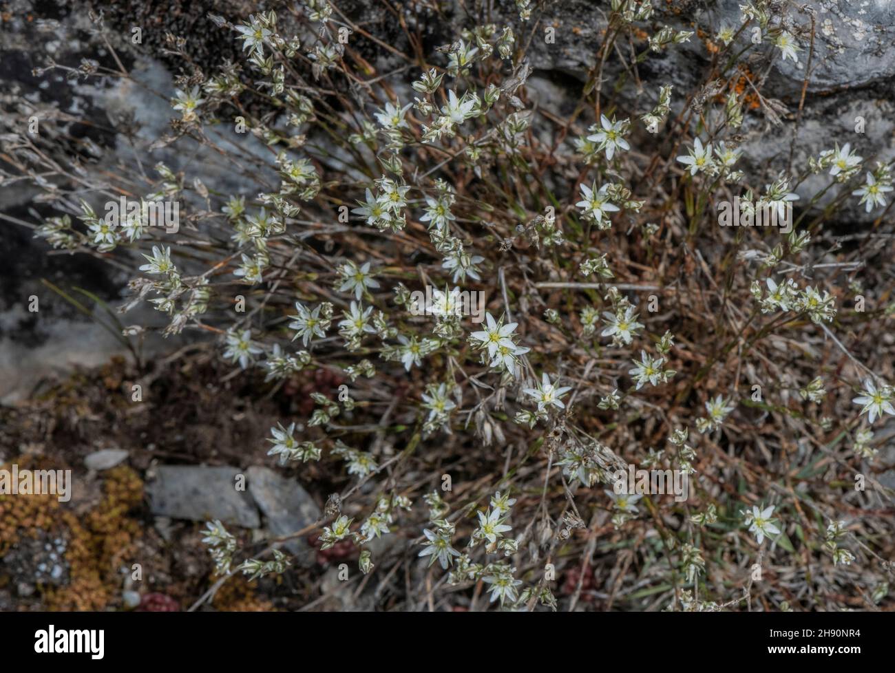 Changeable Sandwort, Minuartia mutabilis, in flower on limestone, French Alps. Stock Photo