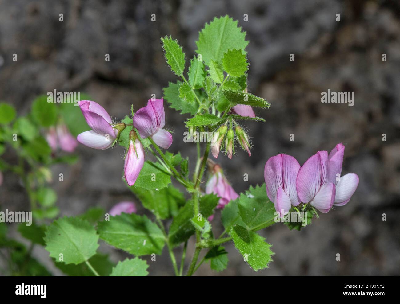 Round-leaved restharrow, Ononis rotundifolia in flower in open pine woodland, French Alps. Stock Photo