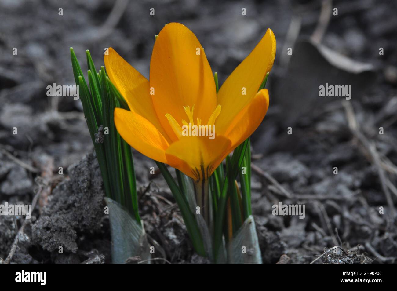 Crocus biflorus is yellow. Spring flower close-up on a blurred background.. Garden bulbous plants. Stock Photo