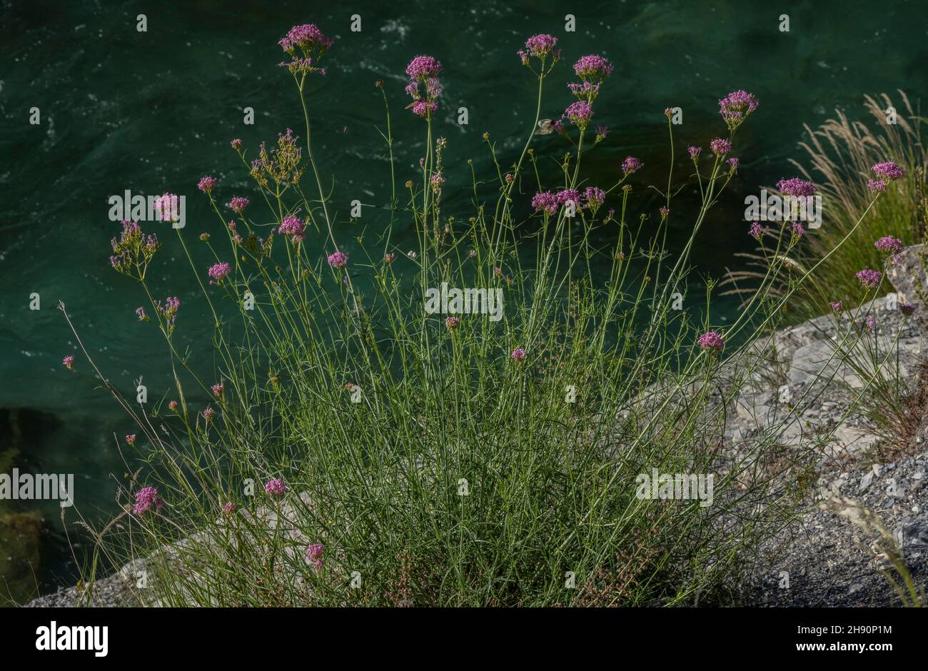 Narrow-leaved red Valerian, Centranthus angustifolius in flower on river bank, Maritime Alps. Stock Photo