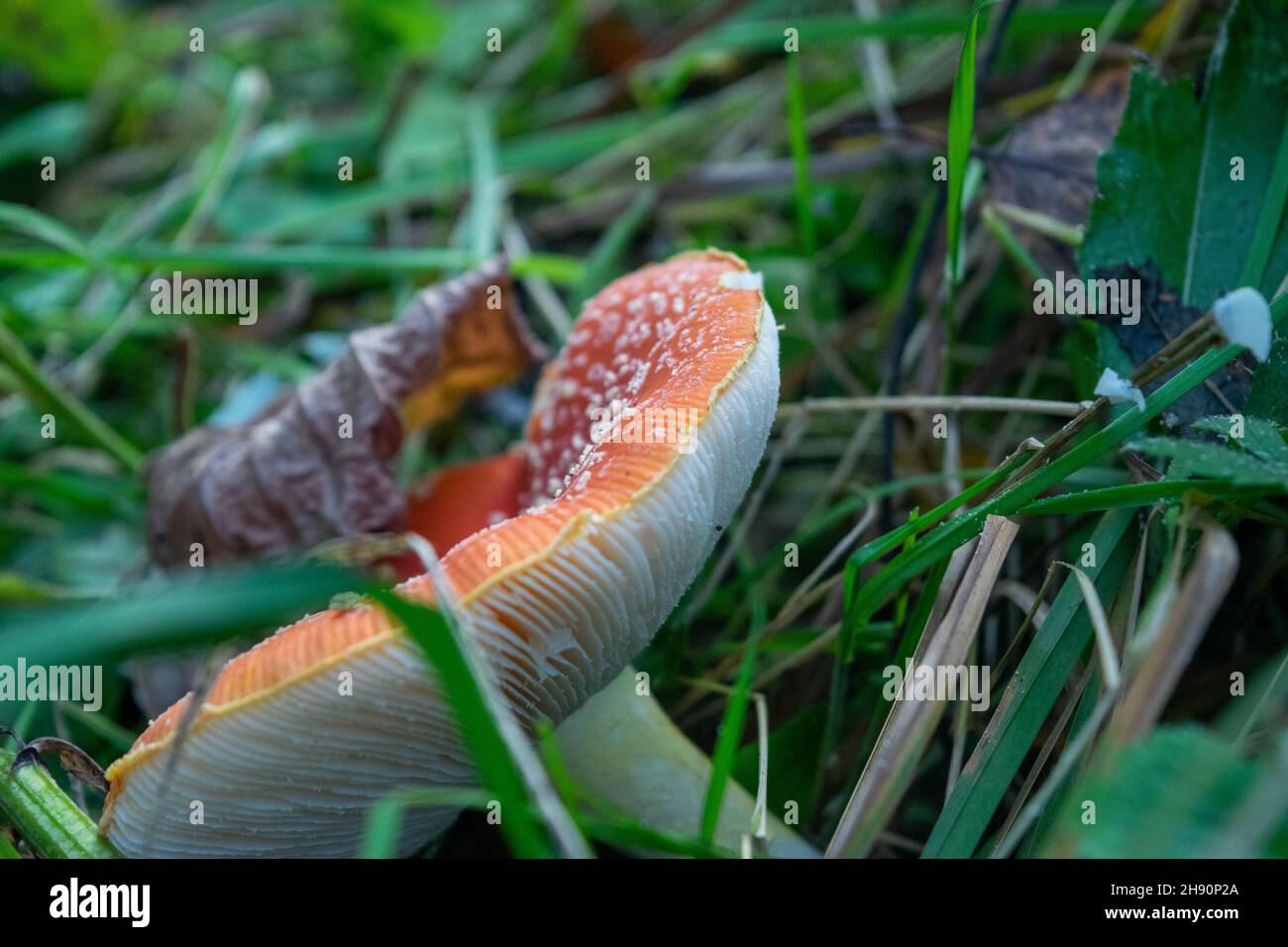 A poisonous and hallucinogenic mushroom Fly agaric in the grass against the background of an autumn forest. Red poisonous mushroom close-up in the nat Stock Photo