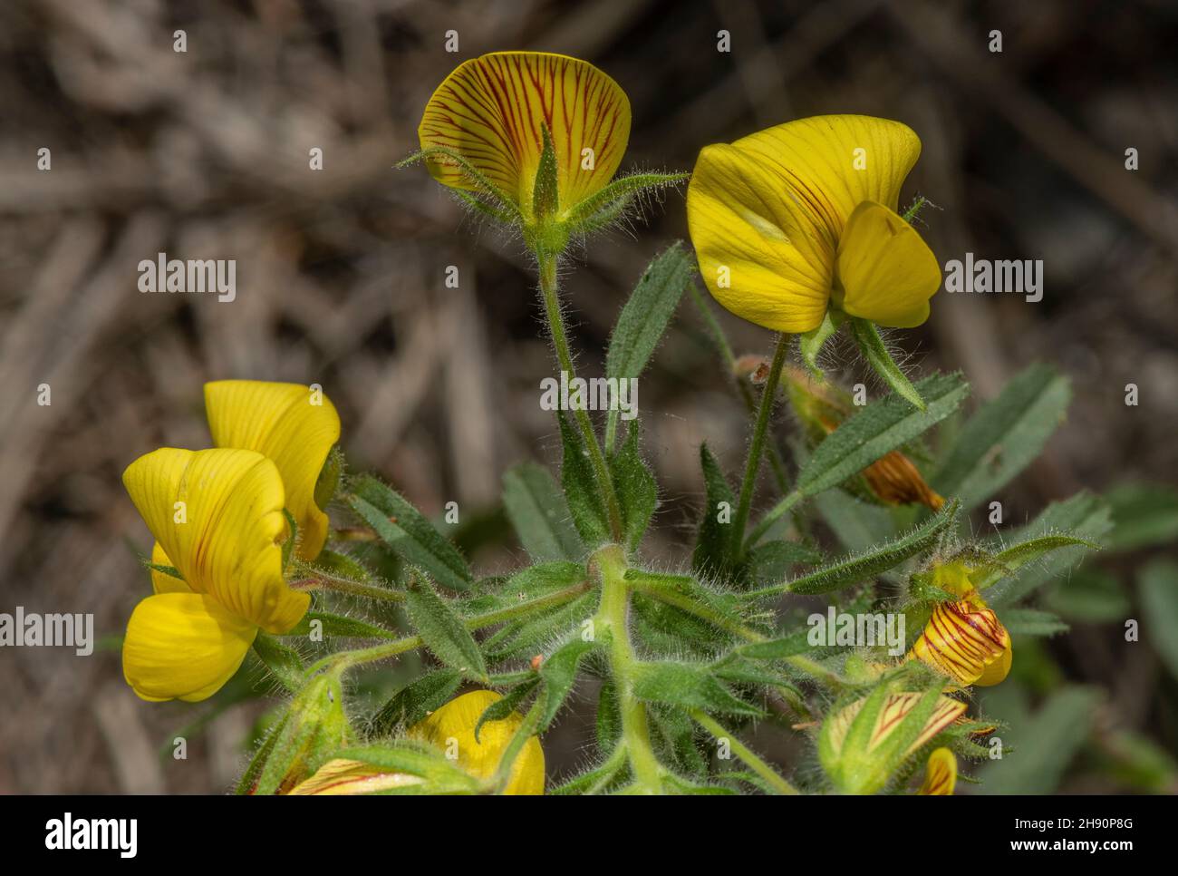 Yellow restharrow, Ononis natrix, in flower on roadside. French Alps. Showing stripes on back of standard. Stock Photo