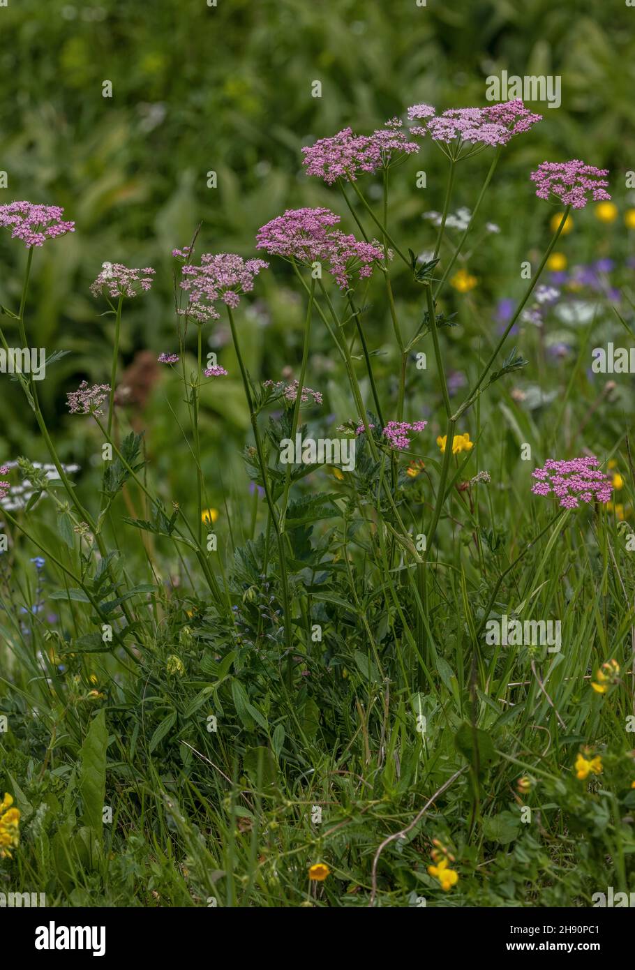 Greater Burnet Saxifrage, Pimpinella major in flower in alpine pasture. Stock Photo