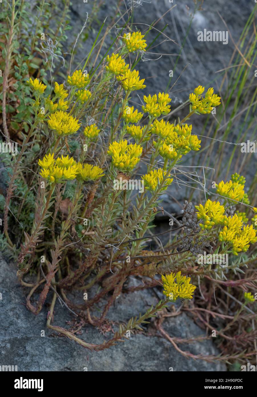 A mountain stonecrop, Sedum montanum, Sedum ochroleucum subsp. montanum, Stock Photo