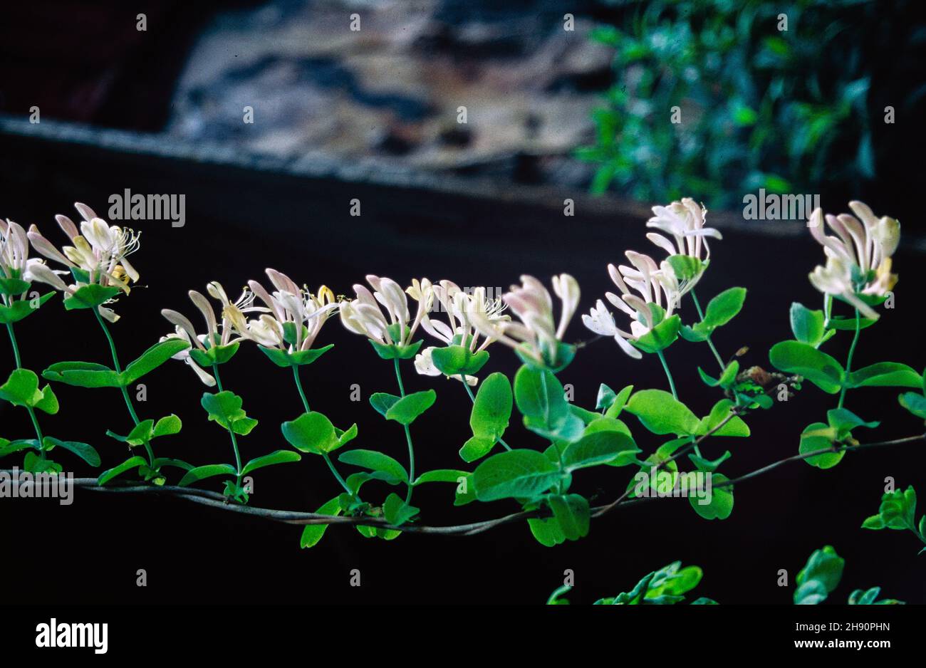Lonicera caprifolium, white Stock Photo