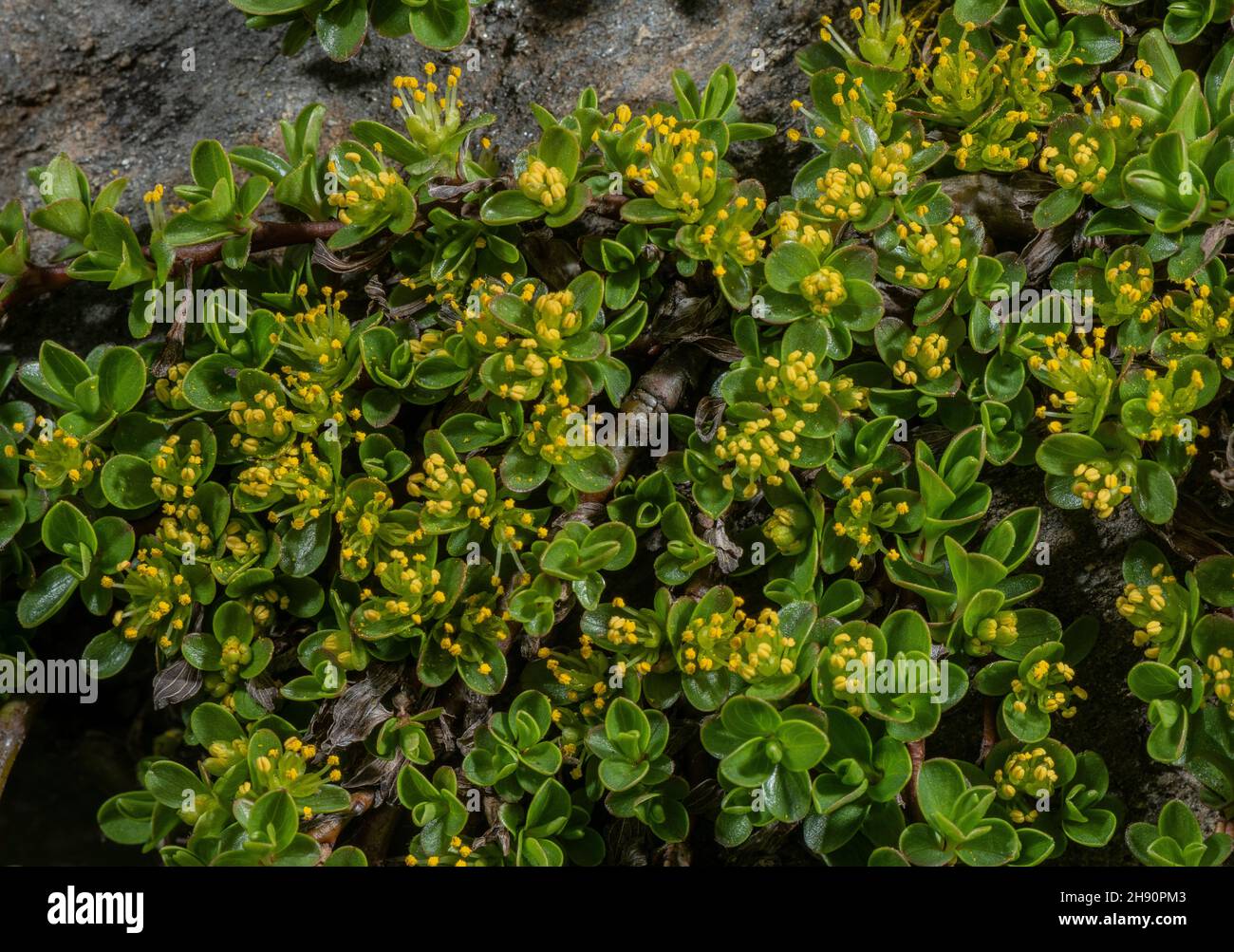 Thyme-leaved willow, Salix serpyllifolia, old plant with male catkins. High altitude, French Alps. Stock Photo