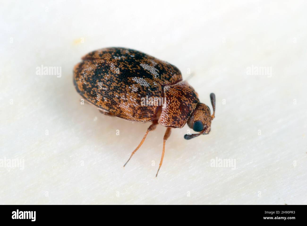 Carpet beetle Anthrenus (Dermestidae). It's a common pest in homes. The larva of this beetle is