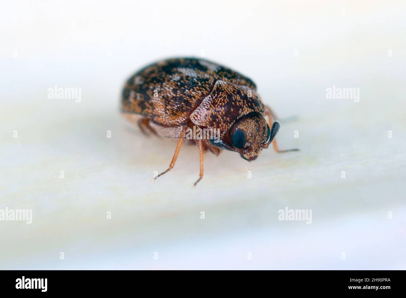 Carpet beetle Anthrenus (Dermestidae). It's a common pest in homes. The larva of this beetle is