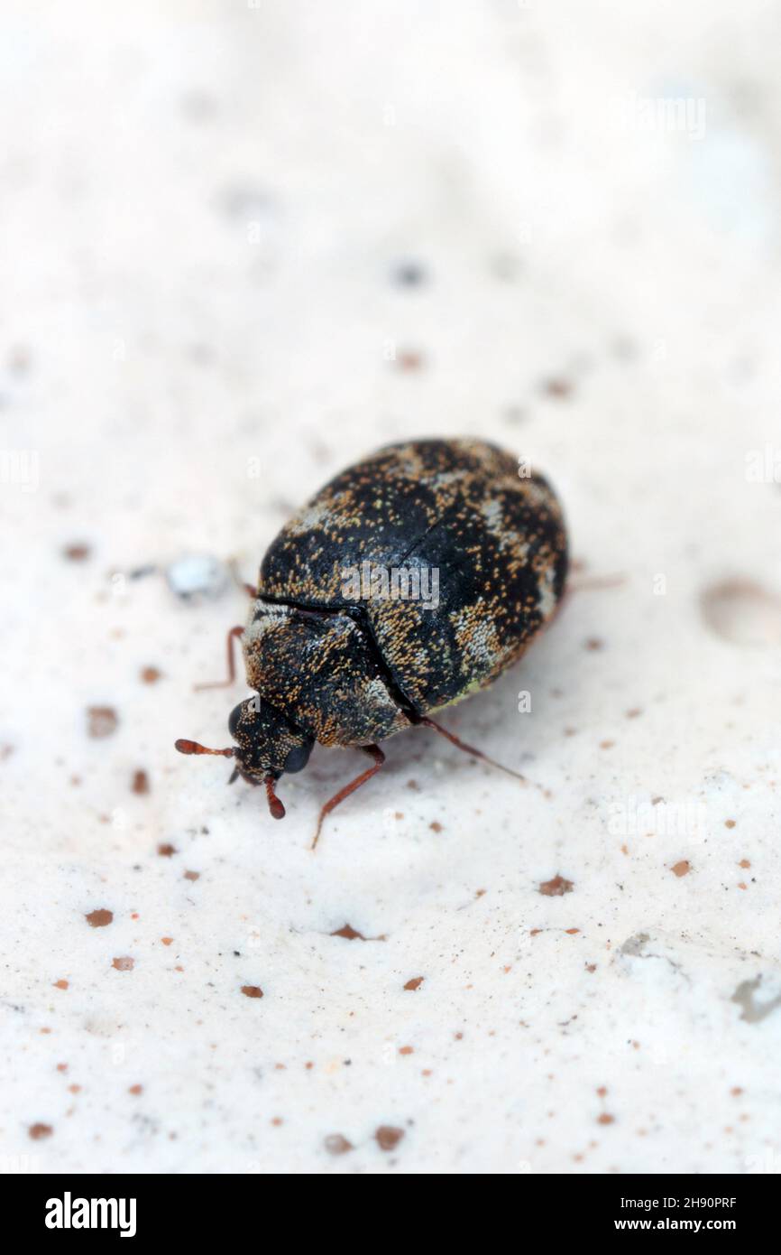 Carpet beetle Anthrenus (Dermestidae). It's a common pest in homes. The larva of this beetle is a pest in skin products Stock Photo