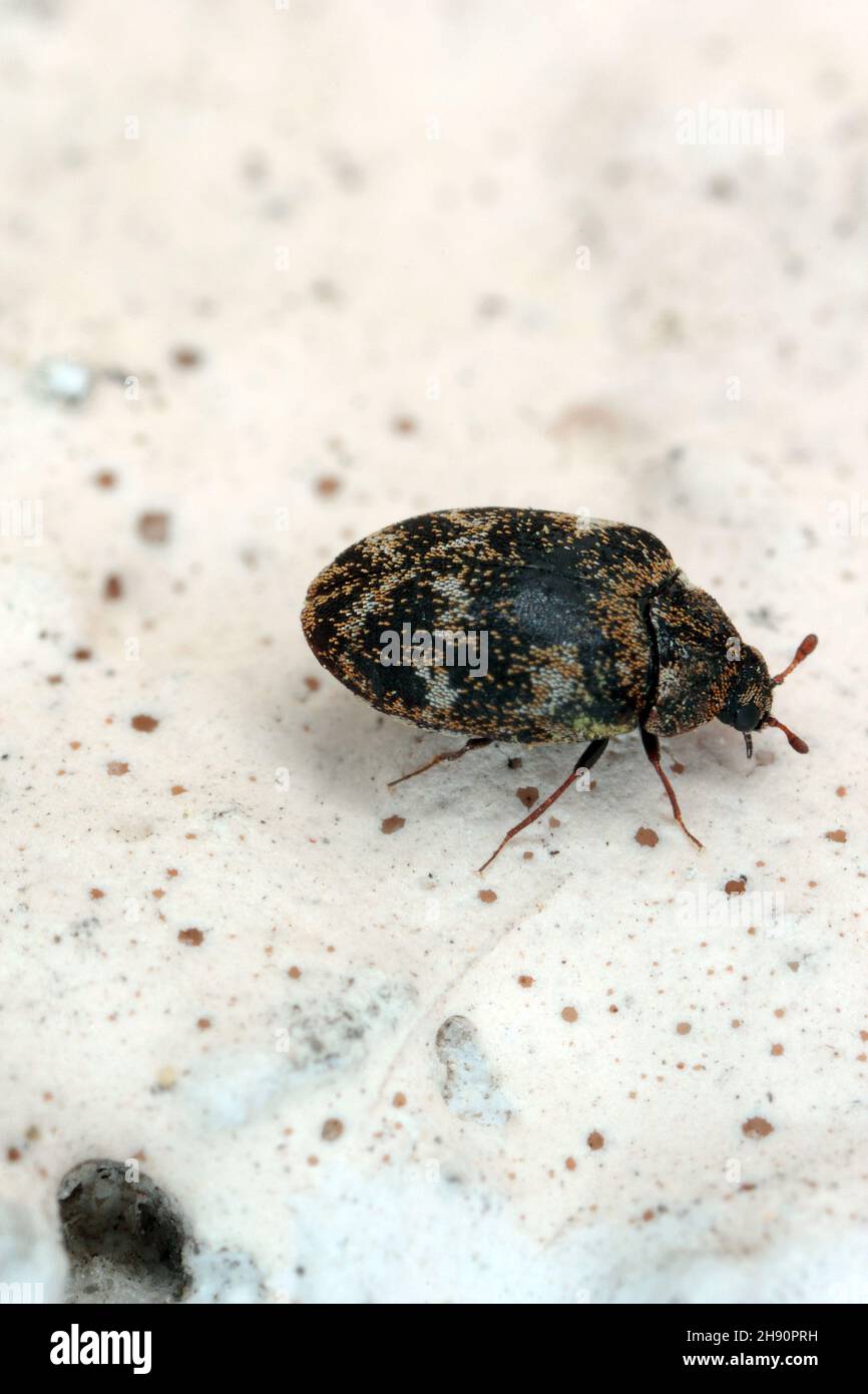 Carpet beetle Anthrenus (Dermestidae). It's a common pest in homes. The larva of this beetle is a pest in skin products Stock Photo