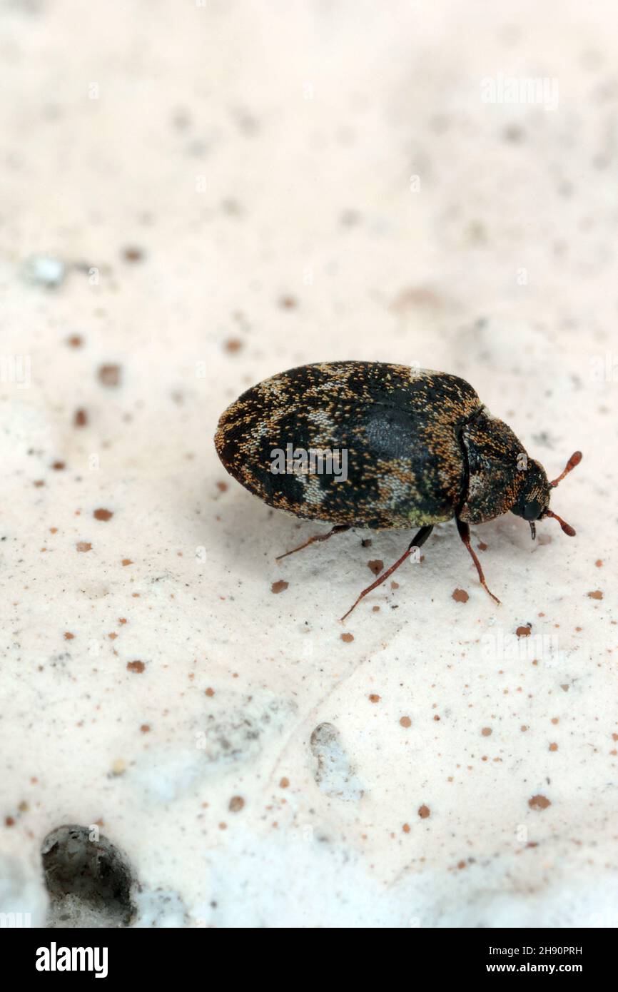 Carpet beetle Anthrenus (Dermestidae). It's a common pest in homes. The larva of this beetle is