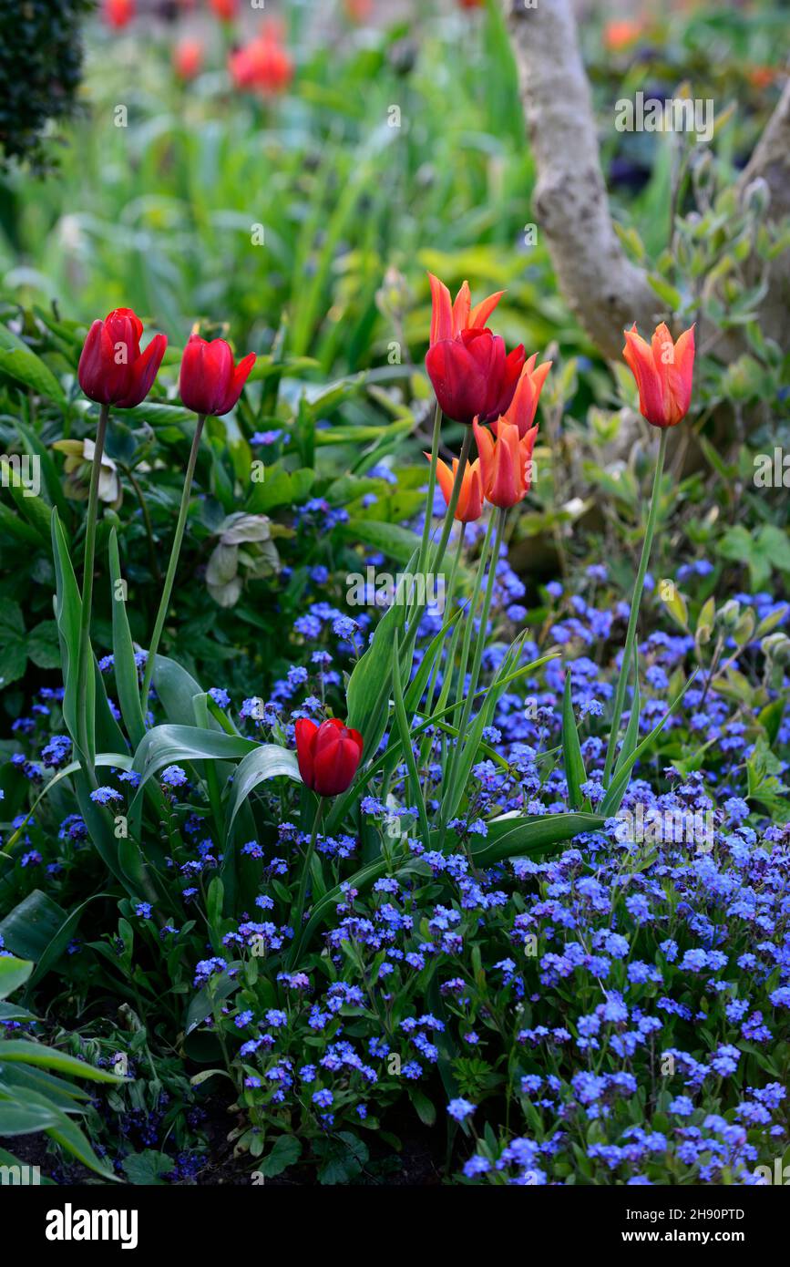 Myosotis sylvatica,Forget-Me-Not,tulip,tulips,tulipa,flowers,flowering,spring,display,garden,gardens,mixed planting scheme,RM Floral Stock Photo