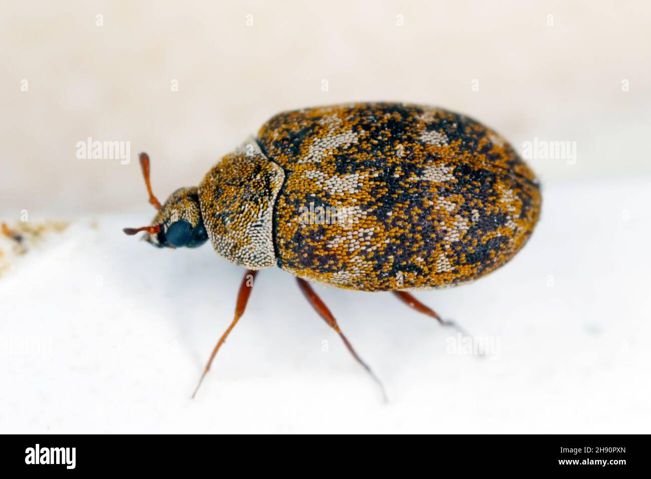 Carpet beetle Anthrenus (Dermestidae). It's a common pest in homes. The