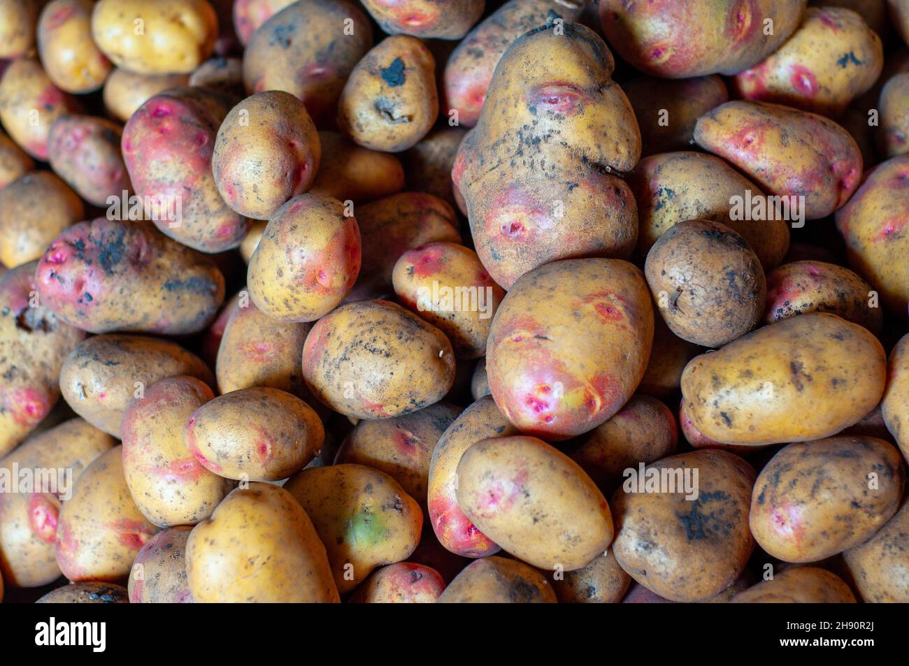 Potato tubers closeup, yellow color with pink eyes. A pile of freshly