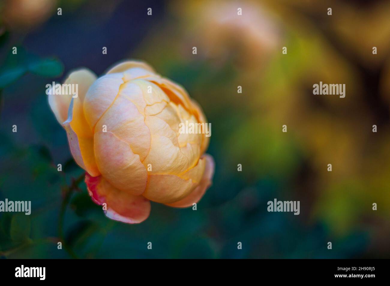 Half-opened flower on defocused background. Rose by David Austin Lady of Shalott. Light yellow rose Stock Photo