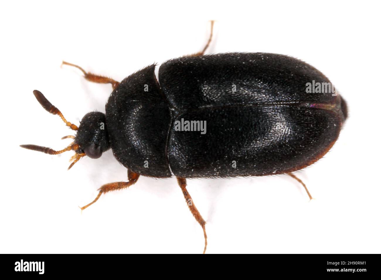 Common carpet beetle hires stock photography and images Alamy