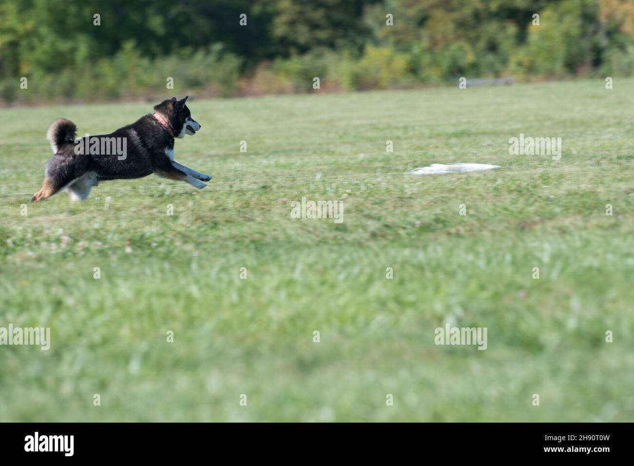 Siberian Husky chasing a lure in competition Stock Photo