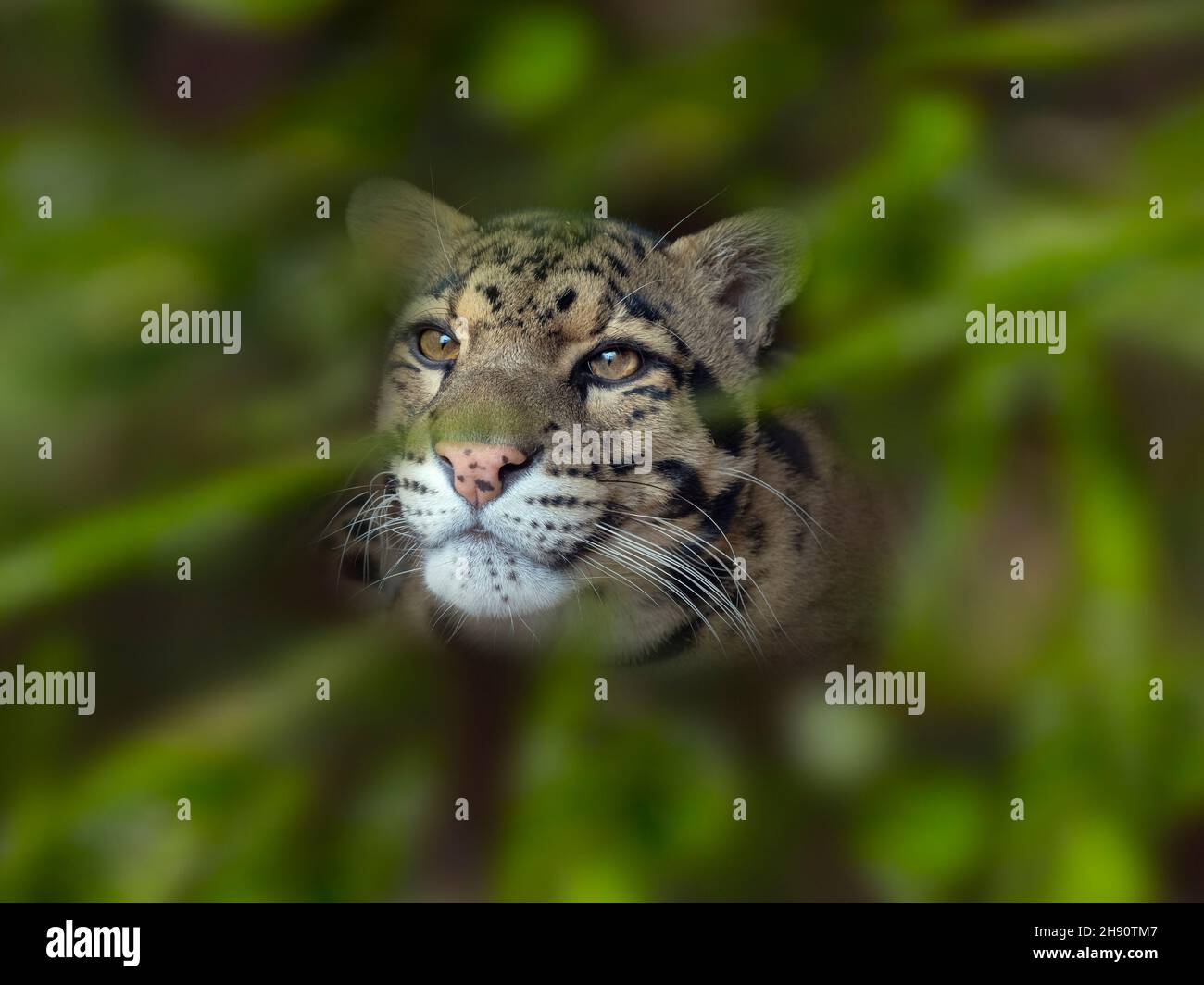 Asian spotted leopard hi-res stock photography and images - Alamy