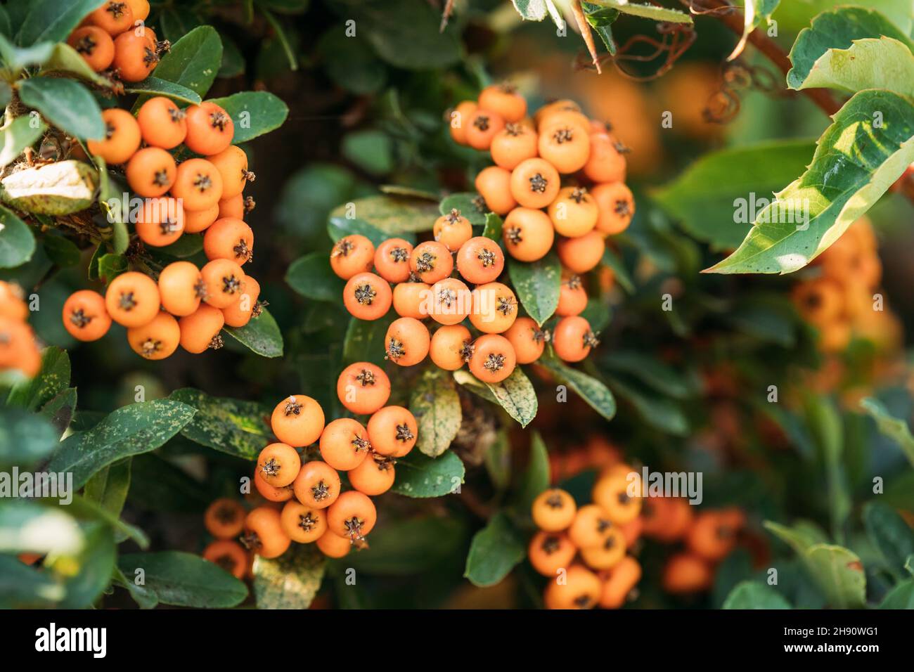 Orange Berries Of Pyracantha Coccinea Plant In Summer Garden Stock