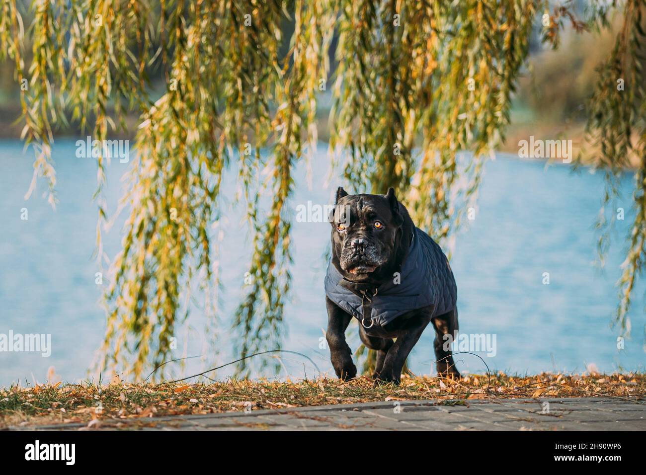 Active Black Cane Corso Dog Running Near Lake. Dog Wears In Warm Clothes. Big Dog Breeds Stock