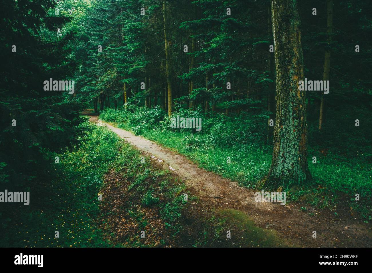 Pathway in green forest hi-res stock photography and images - Alamy