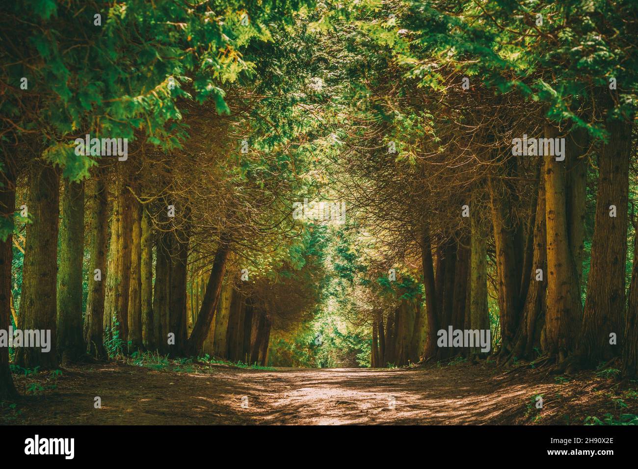 Walkway Lane Path With Green Trees in Forest. Beautiful Alley, road In