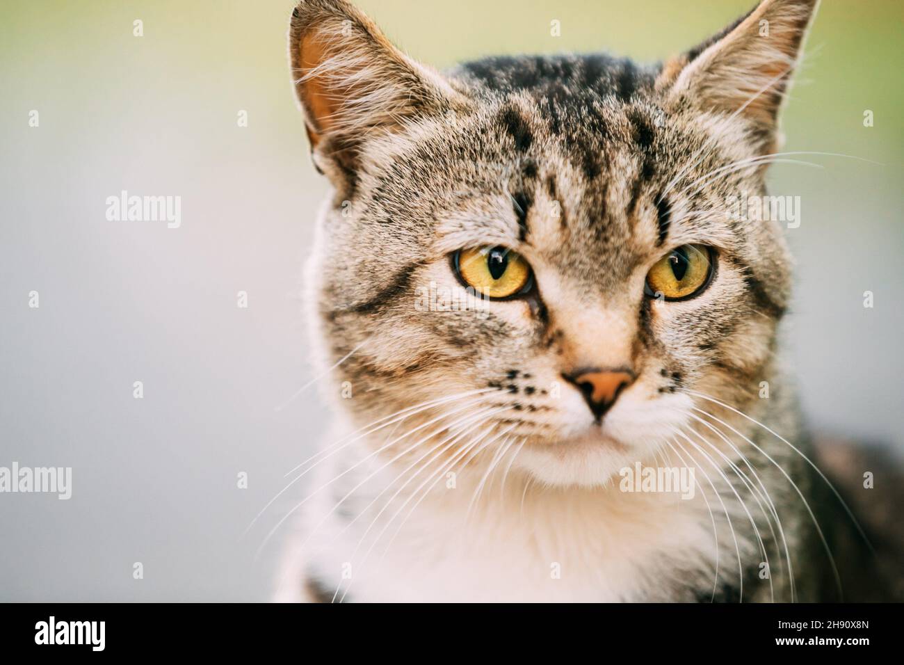 Portrait Of Gray And White Mixed Breed Cat. Stock Photo