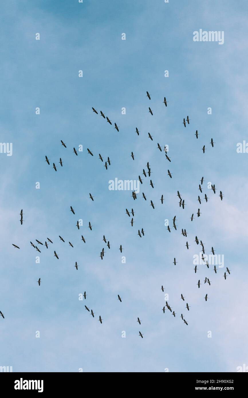 Belarus. Flock Of Common Cranes Or Eurasian Cranes Flying In Sunny Blue Autumn Sky During Their Winter Migration. Common Crane Or Grus Grus. Stock Photo