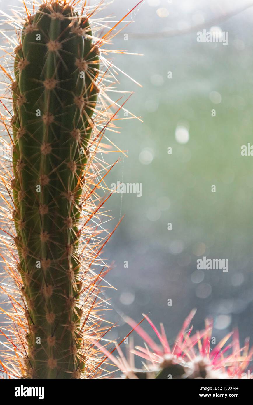 Cactus house plant. Coping with heat and dry conditions cacti are ideal for modern households and little maintainance. Stock Photo