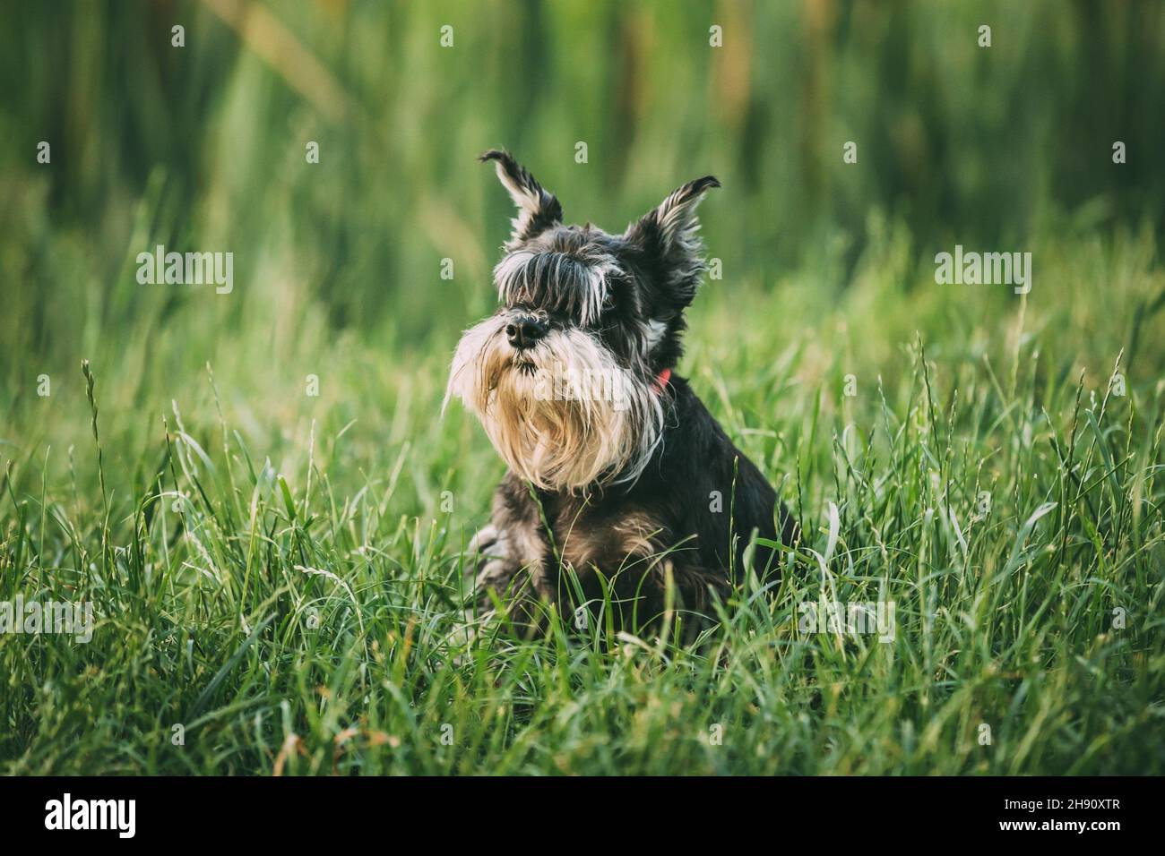 Miniature Schnauzer Dog Or Zwergschnauzer Funny Fast Running Outdoor In