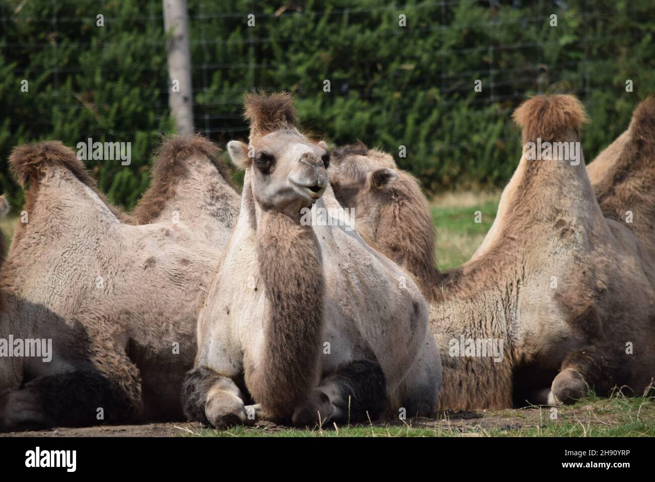 Camel close hi-res stock photography and images - Alamy