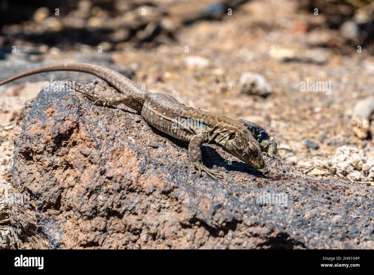 Adult male Tenerife lizard, Gallotia galloti, specie of lacertid or wall lizard endemic of Western Canary Islands. Stock Photo