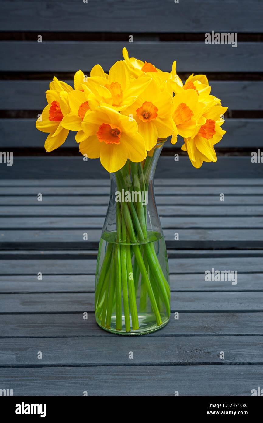 A bouquet of yellow Daffodil flowers in glass vase with water, placed