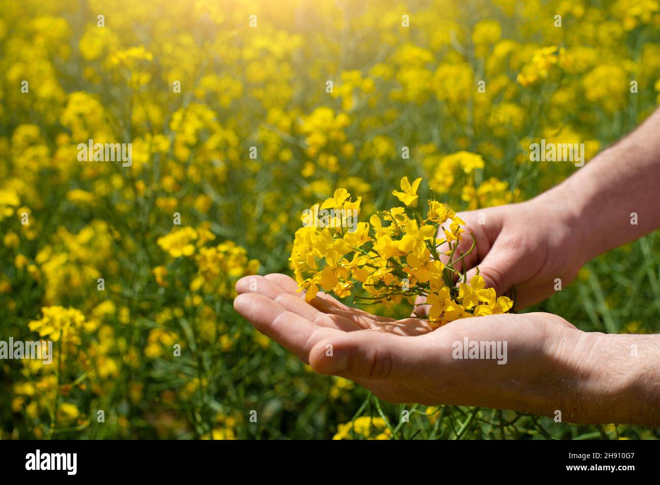Canola flowers being held in human hand on oilseed feeld background. Stock Photo