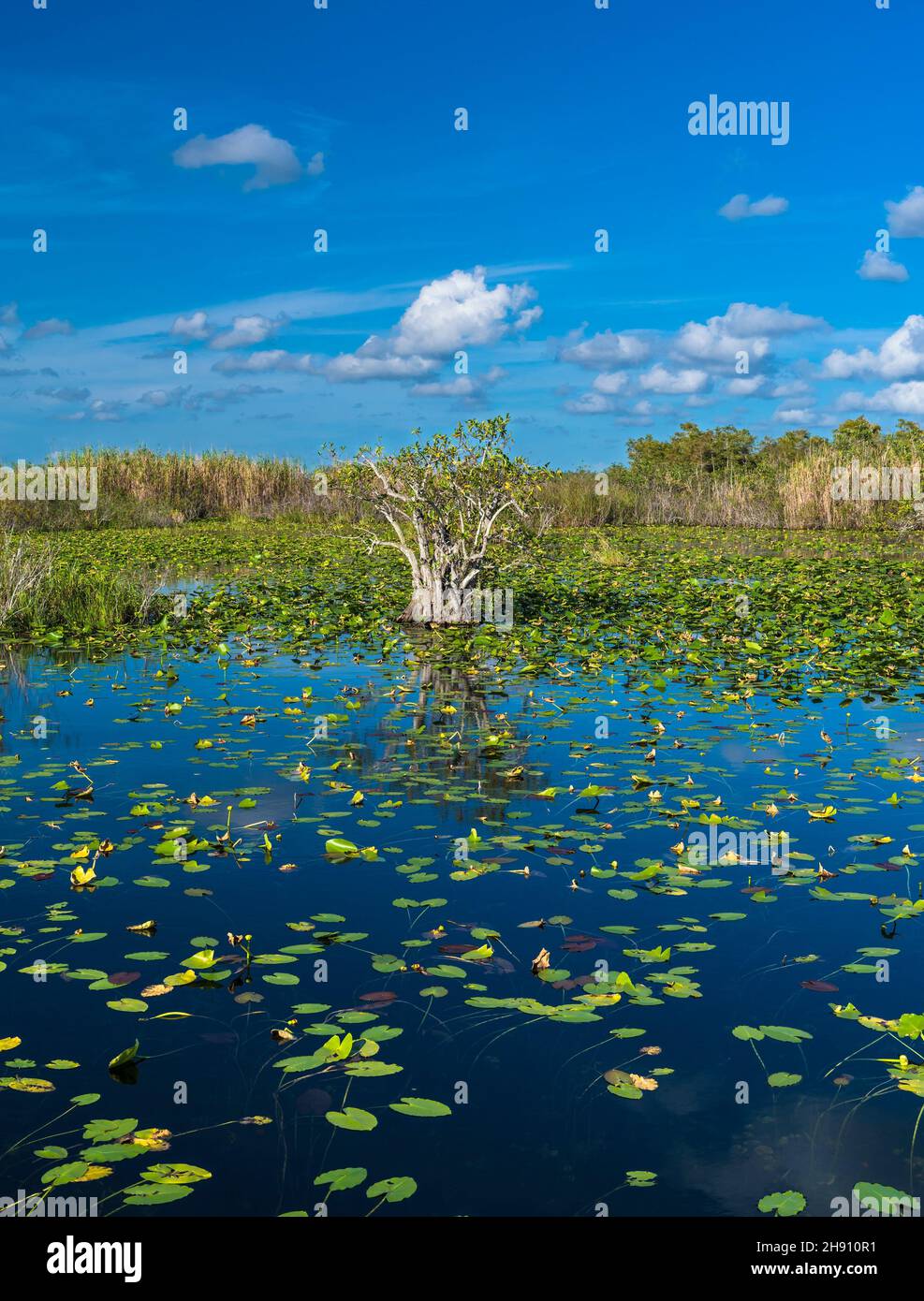 Florida Nature Park Hi-res Stock Photography And Images - Alamy