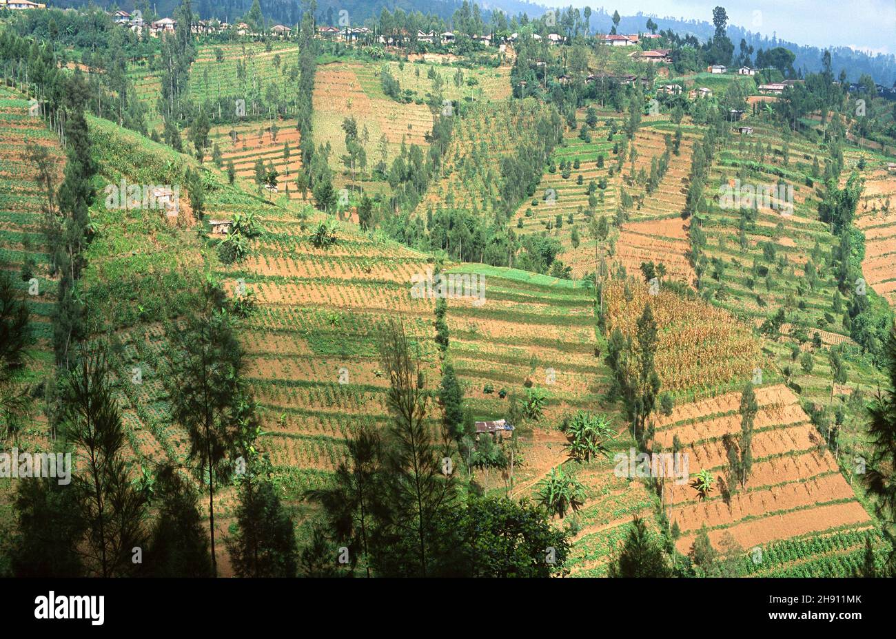Terraced crops. Cemoro Lawang, Java, Indonesia. Stock Photo