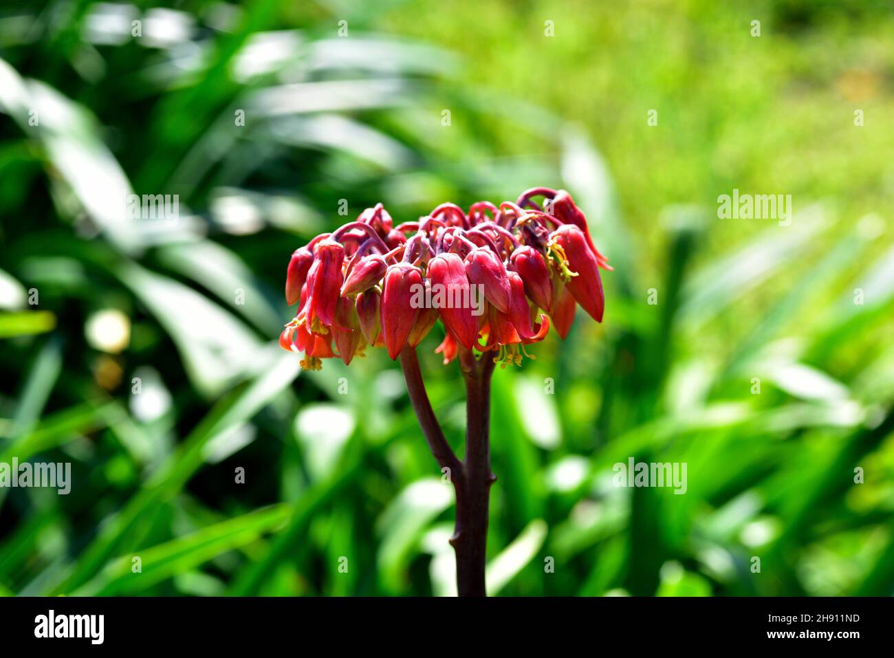 Pig's ear (Cotyledon orbiculata) is a succulent plant native to southern Africa. Inflorescence detail. Stock Photo