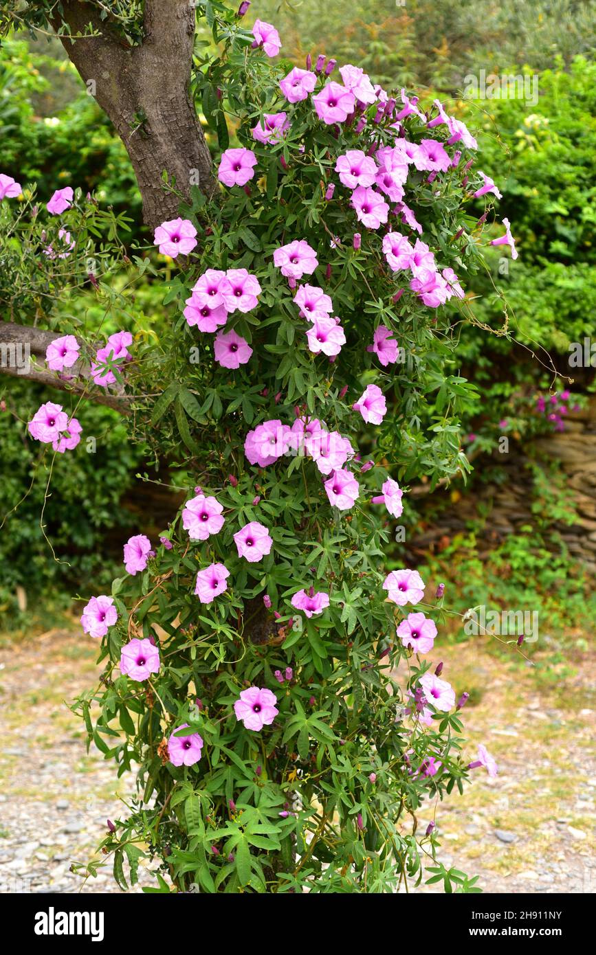 Cairo morning glory (Ipomoea cairica) is a ornamental vine native to Africa. Stock Photo