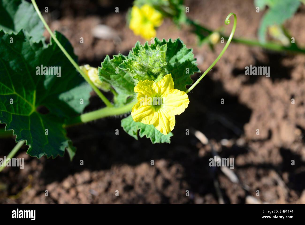 Melon (Cucumis melo) is an annual creeping plant widely cultivated for