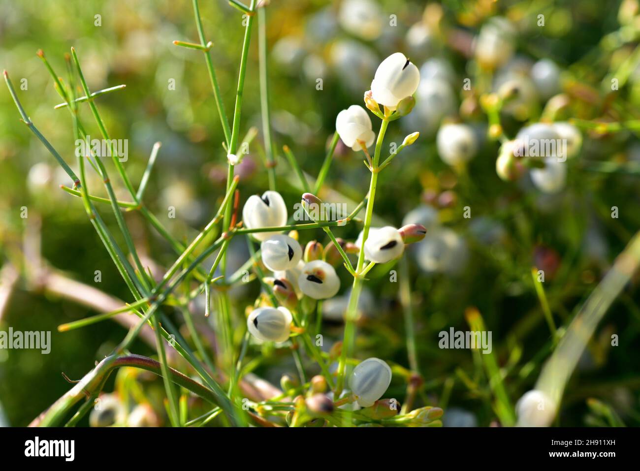 Shrubby horstail (Ephedra foliata or Ephedra ciliata) is a shrub native to north Africa and western Asia. Stock Photo