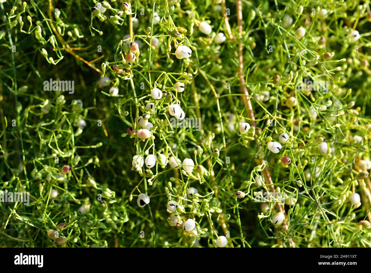 Shrubby horstail (Ephedra foliata or Ephedra ciliata) is a shrub native to north Africa and western Asia. Stock Photo
