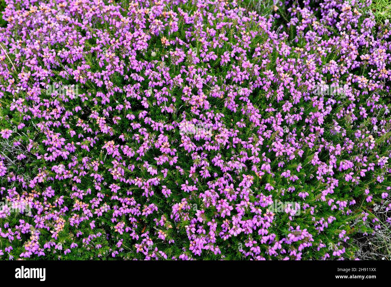 Bell heather (Erica cinerea) is a shrub native to western Europe, from northern Spain to southern Norway. This photo was taken in Cabo de Penas, Stock Photo